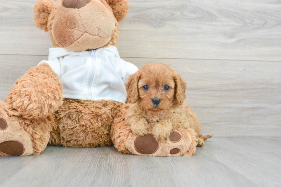 Cavapoo Pup Being Cute