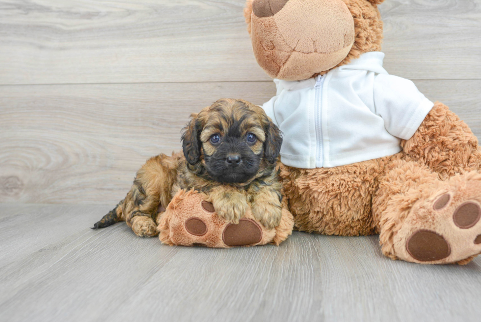 Petite Cavapoo Poodle Mix Pup