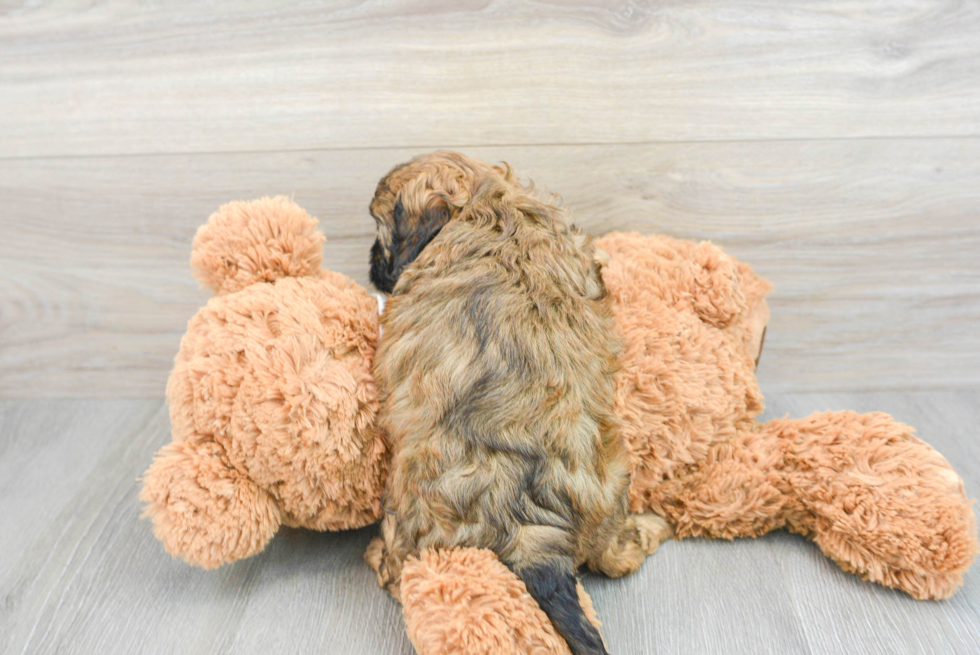 Friendly Cavapoo Baby