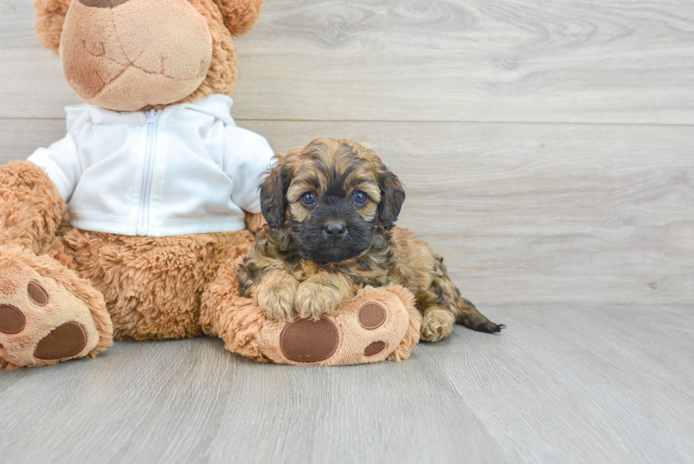 Cavapoo Pup Being Cute