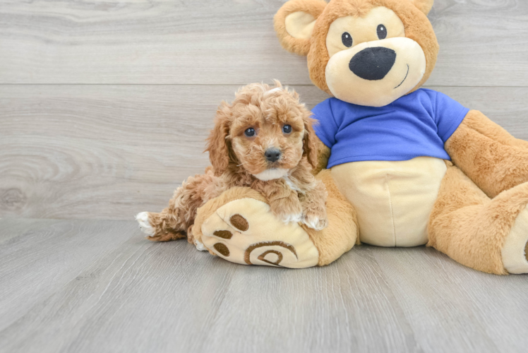 Sweet Cavapoo Baby