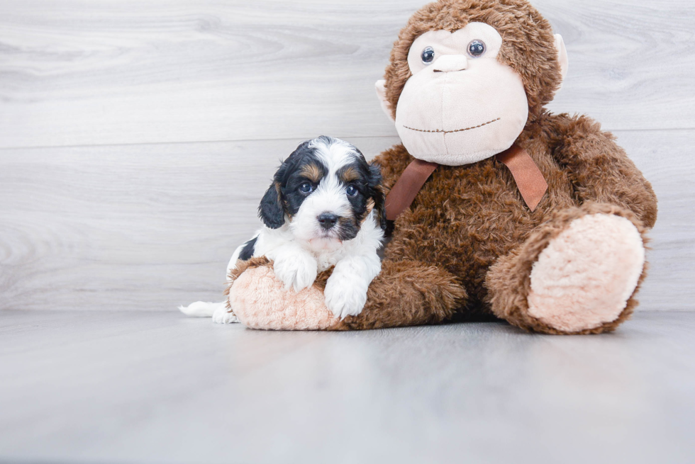 Cavapoo Puppy for Adoption