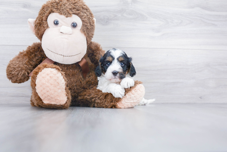 Cavapoo Pup Being Cute