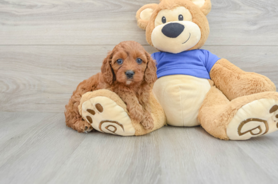 Playful Cavapoodle Poodle Mix Puppy