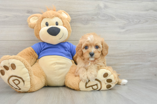 Cavapoo Pup Being Cute