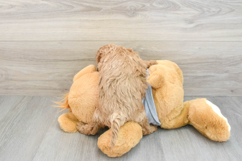 Cavapoo Pup Being Cute