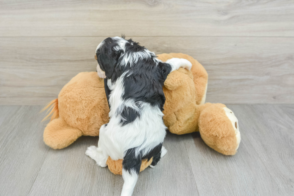 Fluffy Cavapoo Poodle Mix Pup