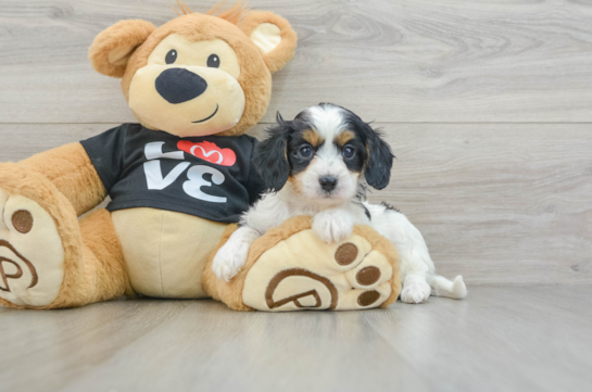 Little Cavipoo Poodle Mix Puppy