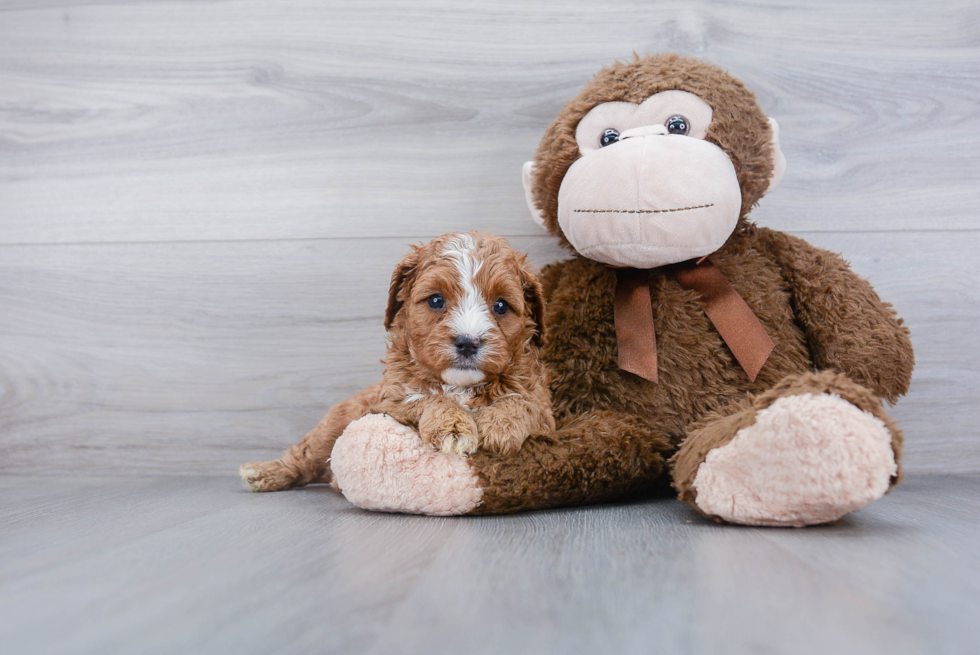 Friendly Cavapoo Baby