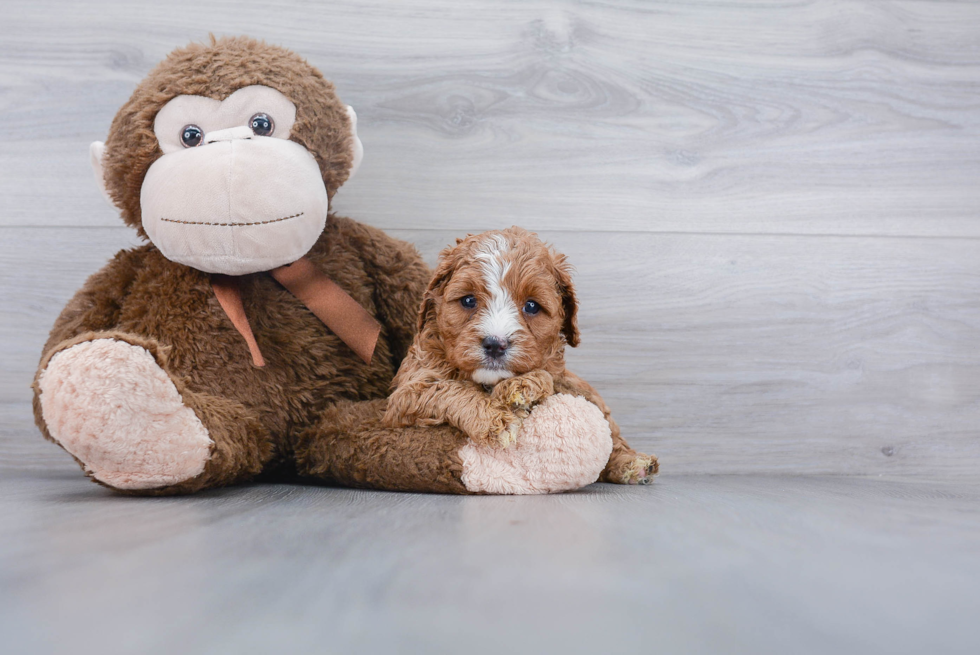 Hypoallergenic Cavoodle Poodle Mix Puppy