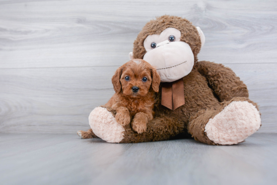 Hypoallergenic Cavoodle Poodle Mix Puppy