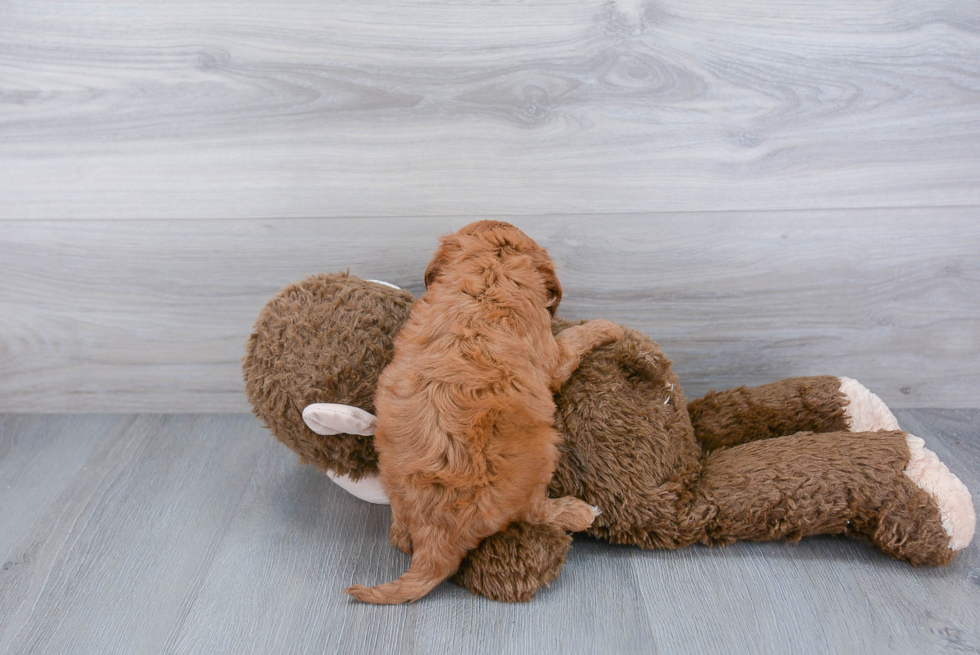 Energetic Cavoodle Poodle Mix Puppy