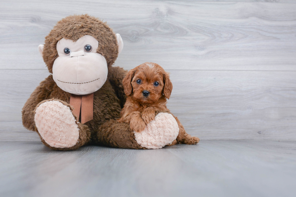 Friendly Cavapoo Baby