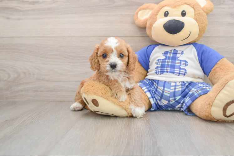 Cavapoo Puppy for Adoption
