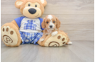 Smart Cavapoo Poodle Mix Pup