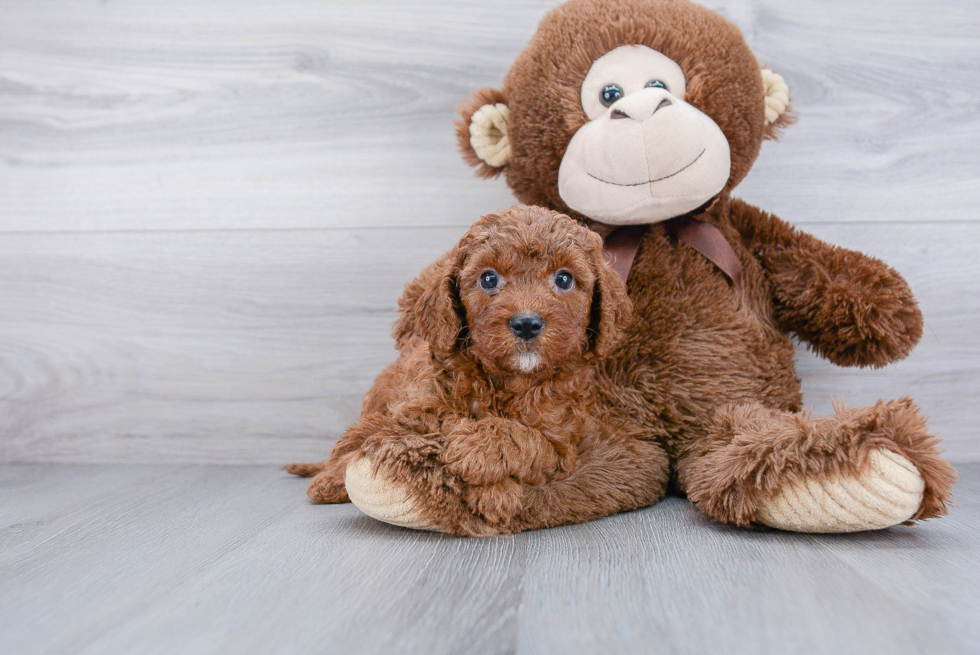 Energetic Cavoodle Poodle Mix Puppy