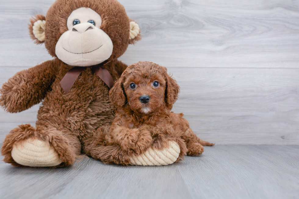 Adorable Cavoodle Poodle Mix Puppy