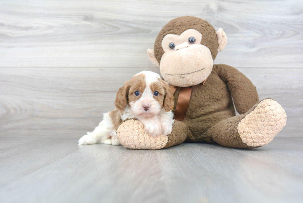 Best Cavapoo Baby