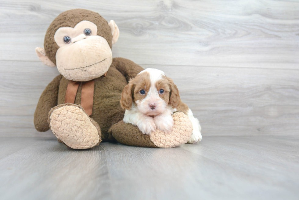 Best Cavapoo Baby