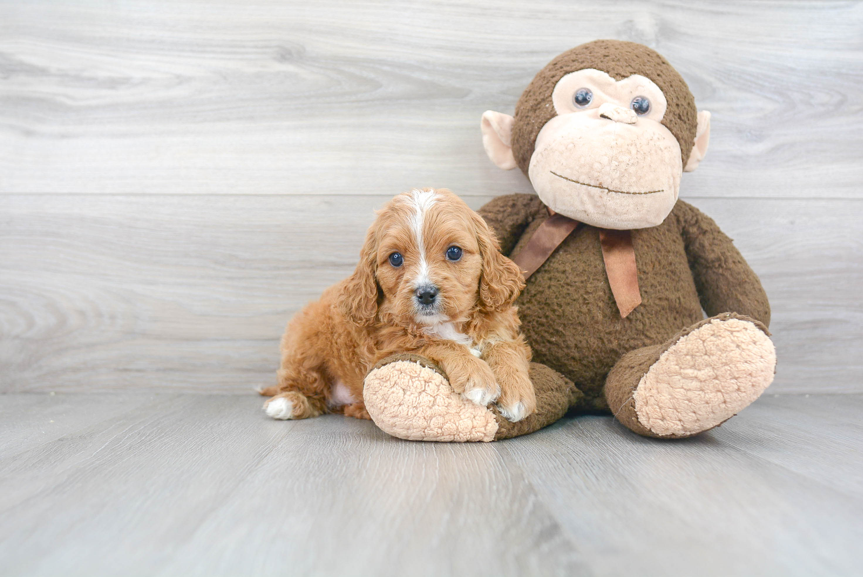 Cavapoo Puppy for Adoption