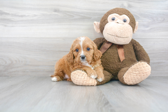 Cavapoo Puppy for Adoption