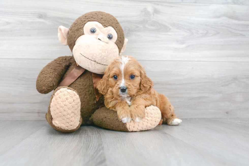 Cavapoo Puppy for Adoption