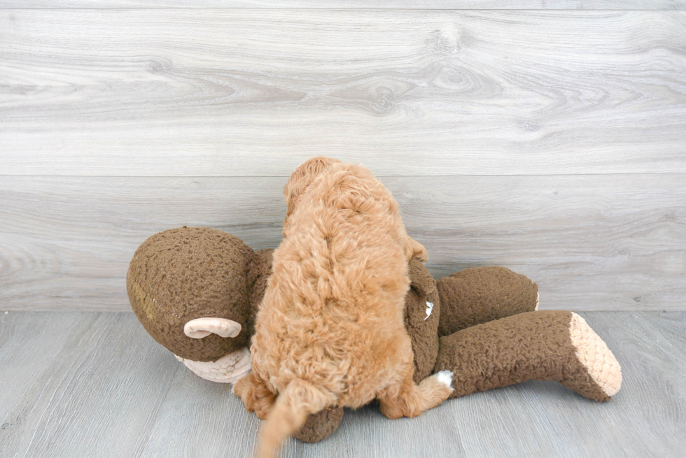 Cavapoo Pup Being Cute