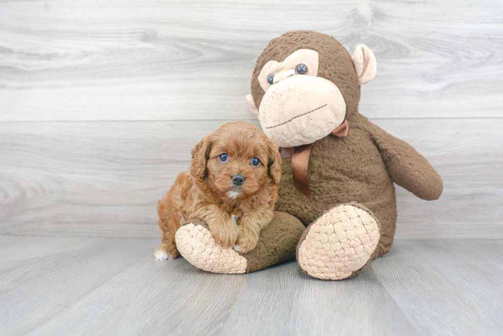 Small Cavapoo Baby