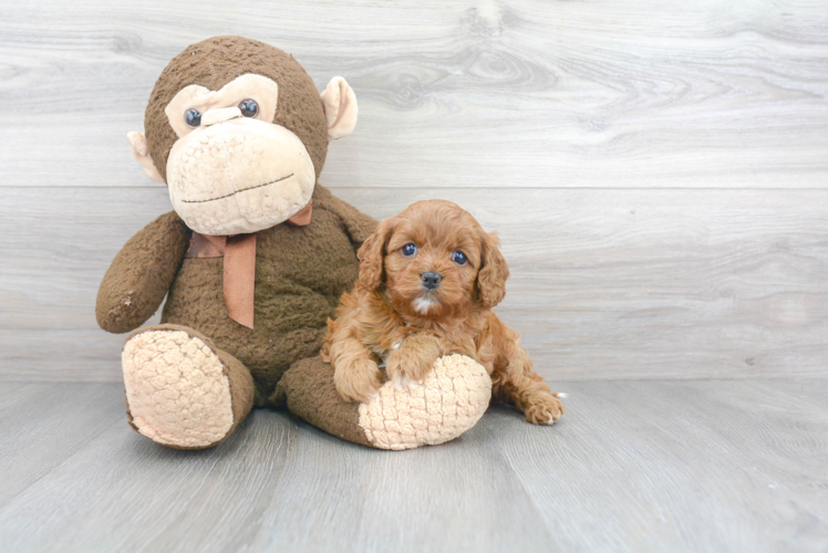 Best Cavapoo Baby