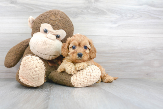 Cavapoo Puppy for Adoption