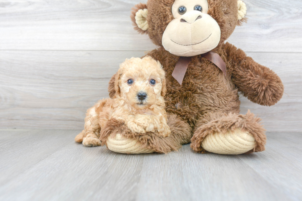 Cute Cavapoo Poodle Mix Pup