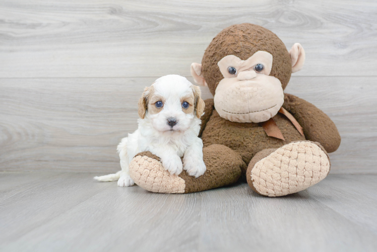 Sweet Cavapoo Baby