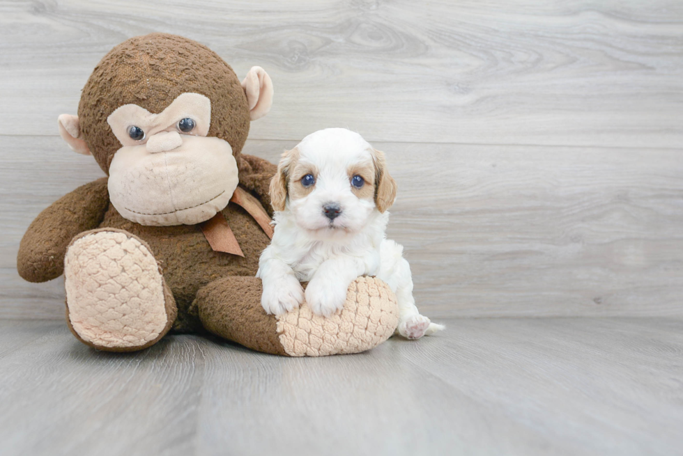 Popular Cavapoo Poodle Mix Pup