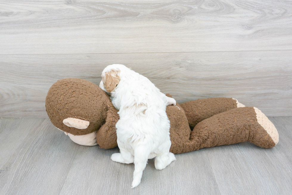 Popular Cavapoo Poodle Mix Pup