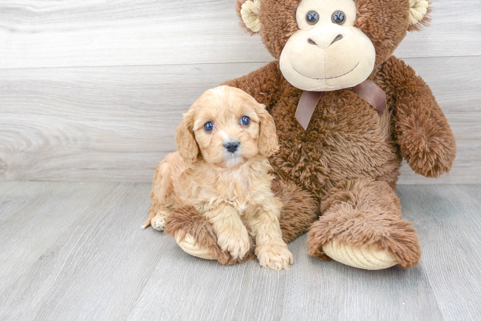 Fluffy Cavapoo Poodle Mix Pup