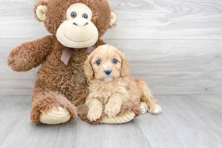 Fluffy Cavapoo Poodle Mix Pup