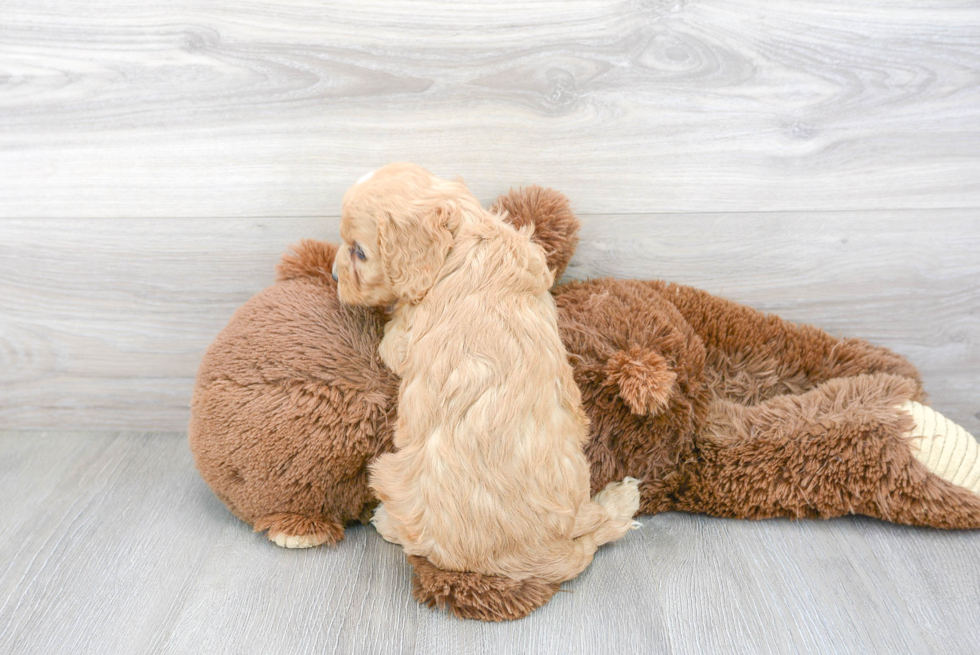 Playful Cavoodle Poodle Mix Puppy