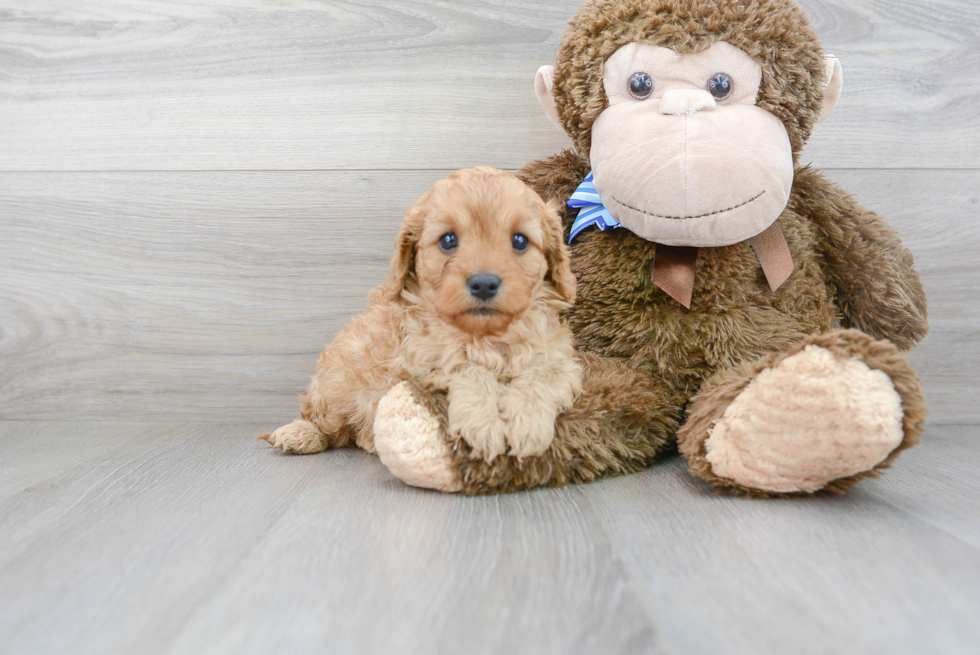 Cavapoo Pup Being Cute