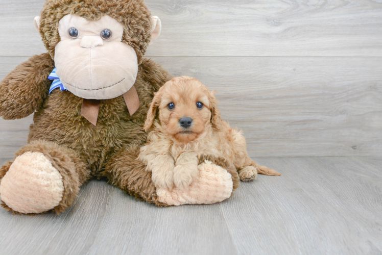 Adorable Cavoodle Poodle Mix Puppy