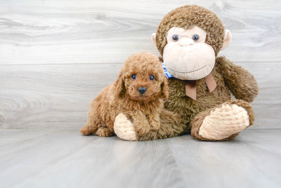 Best Cavapoo Baby