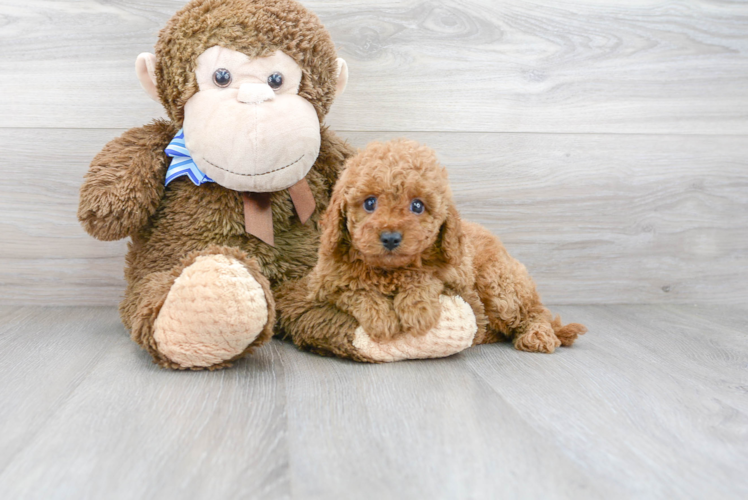 Cavapoo Pup Being Cute