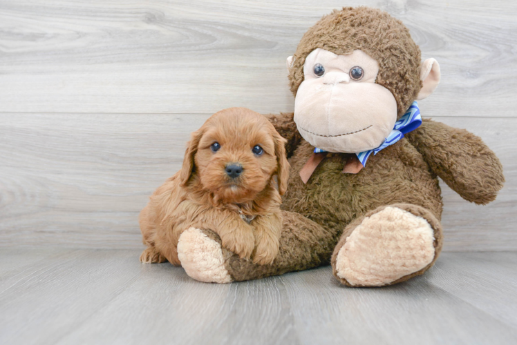 Best Cavapoo Baby