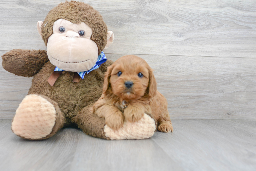 Smart Cavapoo Poodle Mix Pup