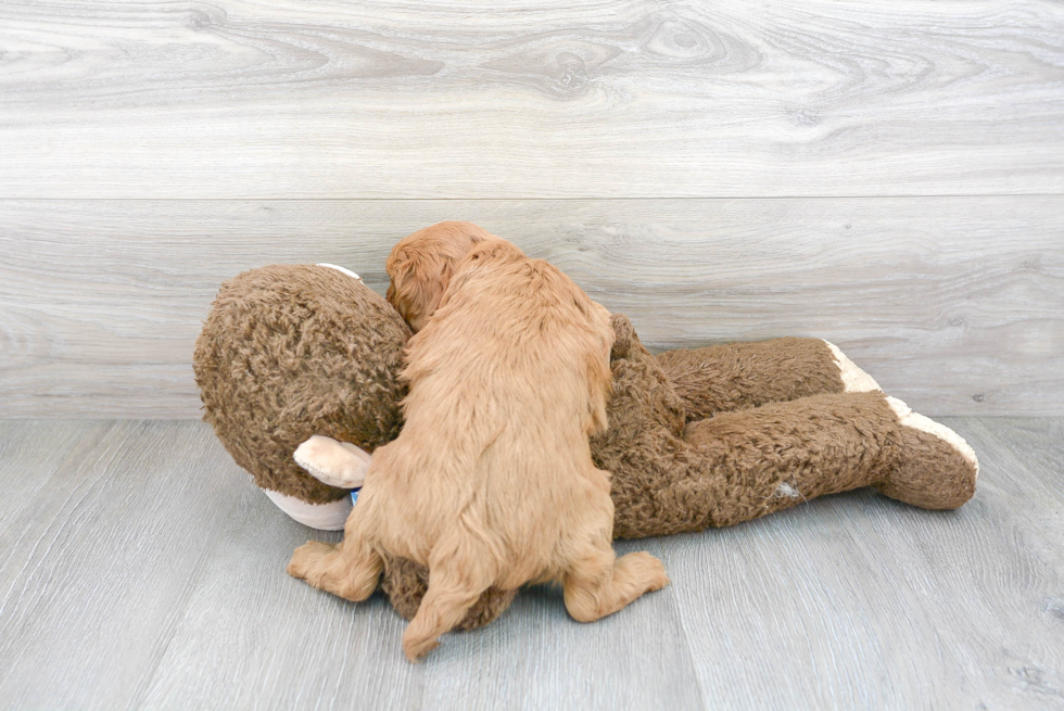 Friendly Cavapoo Baby