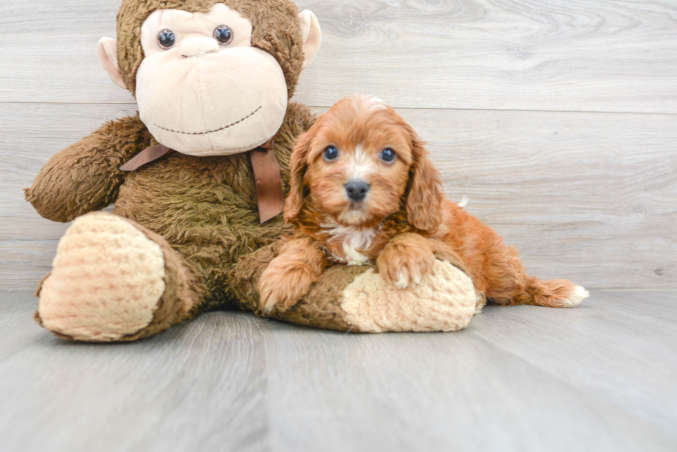 Friendly Cavapoo Baby