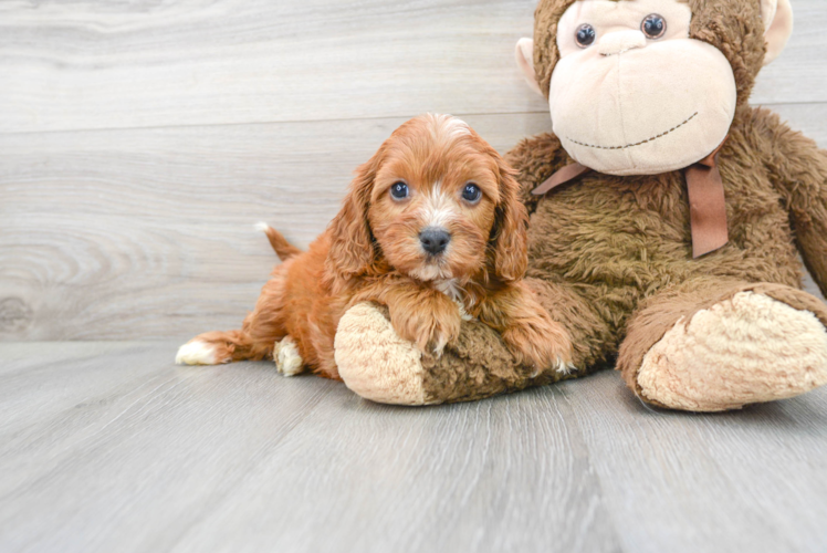 Best Cavapoo Baby