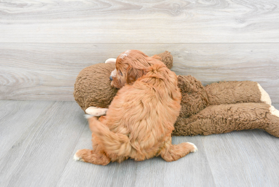 Cavapoo Puppy for Adoption