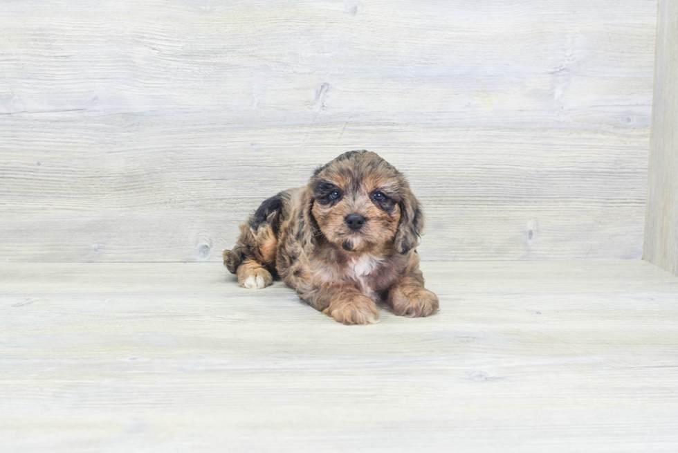 Best Cavapoo Baby