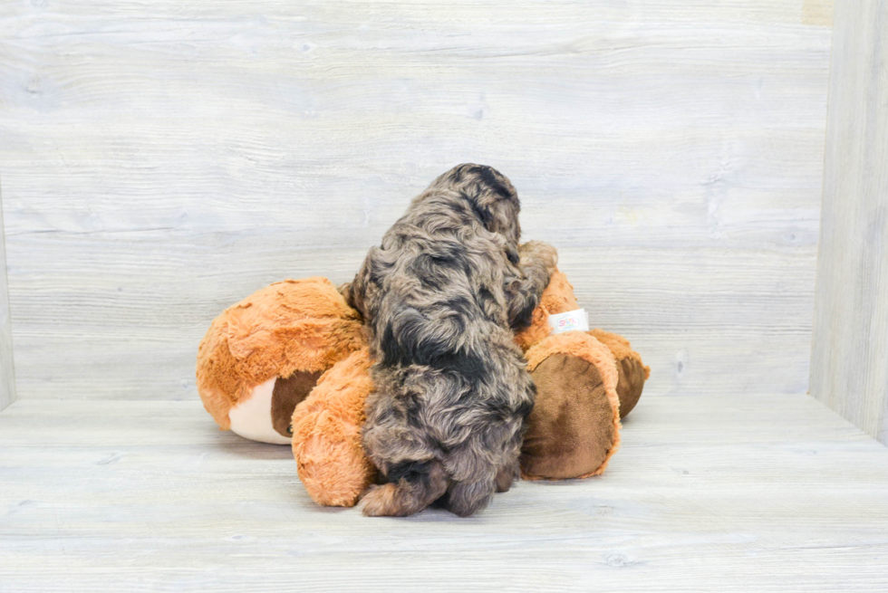 Little Cavoodle Poodle Mix Puppy