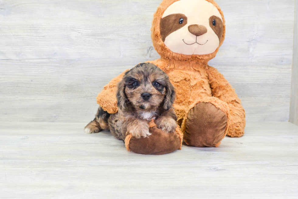 Petite Cavapoo Poodle Mix Pup